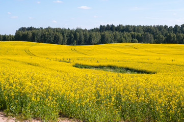 Yellow field.