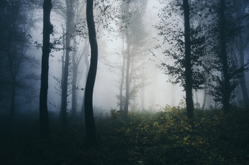 dark foggy forest