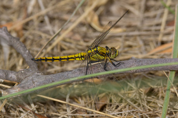 Libellula gialla