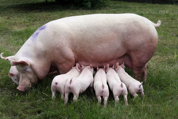 Little pigs breast-feeding closeup at animal farm rural scene summertime