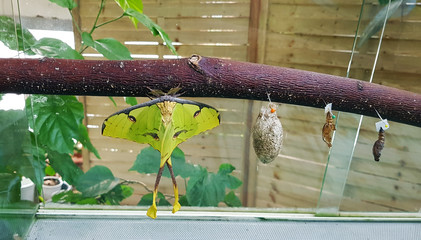 Grüner Tropenfalter