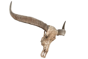 Fototapeta premium Bull skull with horns isolate on white background