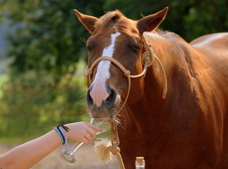 no alcohol for horses ! funny picture of a  chestnut horse driking from a champagne flute