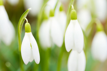 Obraz premium Fresh snowdrops blooming in the sunny day