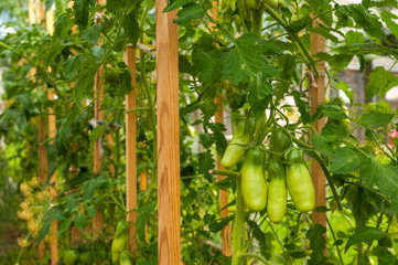 Green tomatoes in the greenhouse.