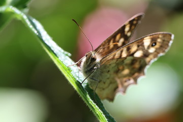 papillon