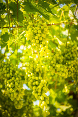 Green grapes hanging