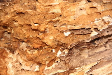 Cracked tree trunk