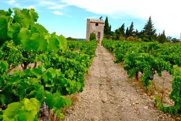 Fototapeta na wymiar vins vallée du rhône