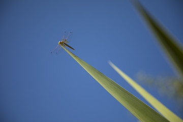 Fototapeta premium An insect is sitting on a green leaf with the blue sky as background