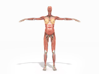 A female body anatomy for books 3d render on white