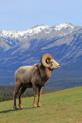 Naklejka premium Bighorn Sheep with Mountain Background