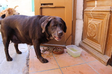 vieux chien labrador qui mange