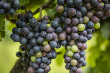 blue grapes in vineyard