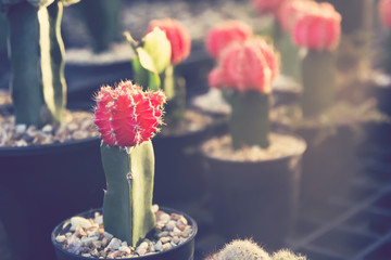 Small red cactus flower in decoration pot.