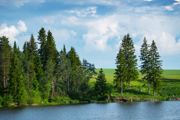 Pine trees on a green coast of a pond