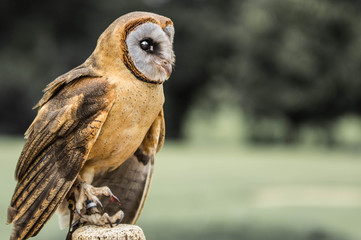 Brown owl