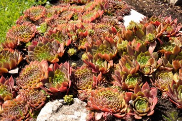 Fototapeta premium Plante grasse, succulentes