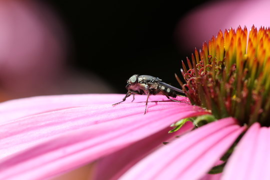 syrphe