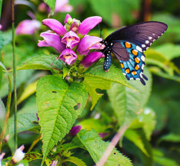 Blue Swallowtail Near the Summit of Mt. Mitchell