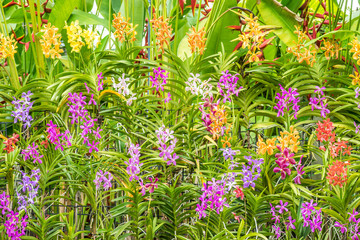 Various kinds of orchid flowers