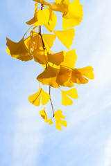 Vibrant fall yellow ginkgo biloba tree foliage on pale blue sky