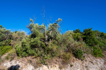 Plantation of olive trees