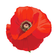 Poppy flower - Papaver rheas.
Hand drawn illustration of a red poppy on transparent background. - 167796474