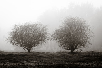 Two trees in mist
