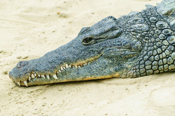 alligator close up 2