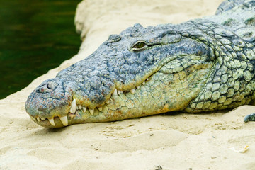 alligator close up