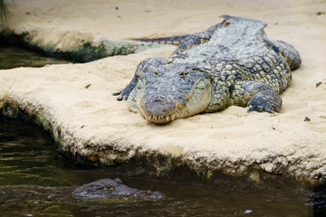 alligator