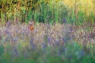 Roe deer buck in field with wild flowers looking towards camera.