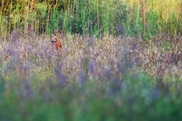 Roe deer buck in field with wild flowers looking aside.