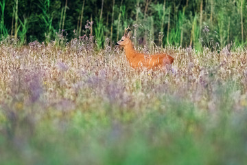 Roe deer buck in field with wild flowers.