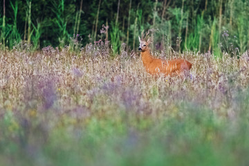 Roe deer buck in field with wild flowers.