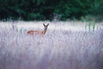 Naklejka na ściany i meble Head of roe deer doe over tall wheat field in dusk.