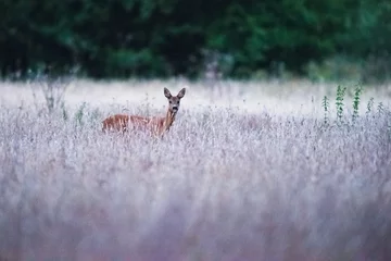 Photo sur Plexiglas Cerf Tête de chevreuil biche sur grand champ de blé au crépuscule.