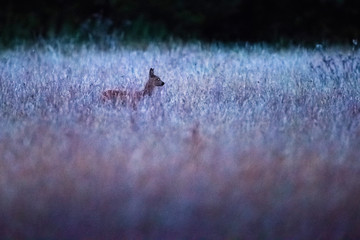 Head of roe deer doe over tall wheat field in dusk.