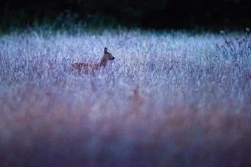 Foto op Plexiglas anti-reflex Ree Head of roe deer doe over tall wheat field in dusk.
