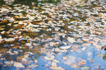 Lake covered with autumn leaves background