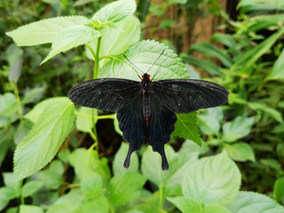 Schwarzer Schmetterling