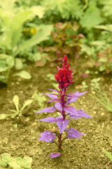 red flower with purple leaves