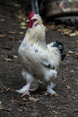 coq