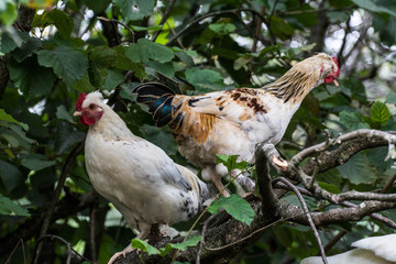 deux poules dans un arbre