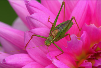 curved knife grasshopper in the flower