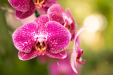 Fototapeta na wymiar Close up beautiful nature orchid Vanda pink