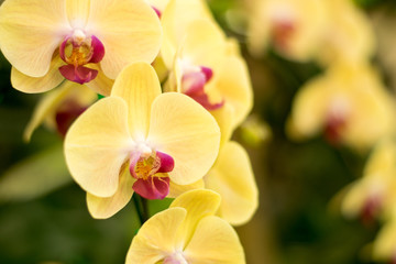 Naklejka na ściany i meble Close up beautiful nature orchid Phalaenopsis yellow