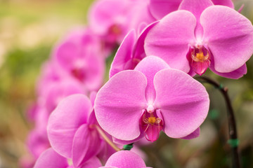 Fototapeta na wymiar Close up beautiful nature orchid Phalaenopsis pink