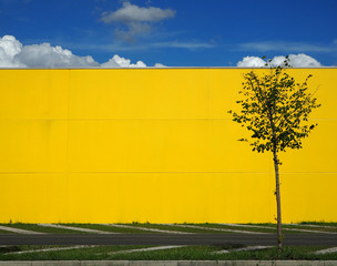 Urban background. Blue sky  with clouds above 
 a bright yellow wall and a single tree  close to a concrete road . 
